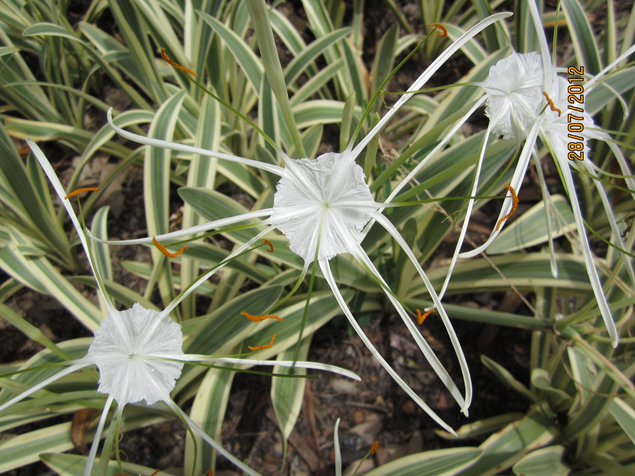 Hymenocallis littoralis variegata