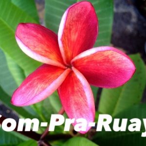 Plumeria Pra Ruay