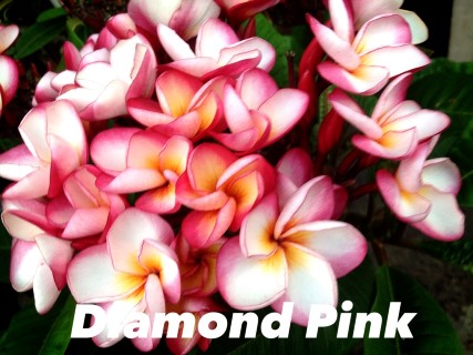 Plumeria Diamond pink