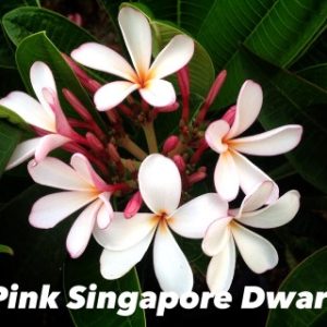 Plumeria Pink Singapore Dwarf