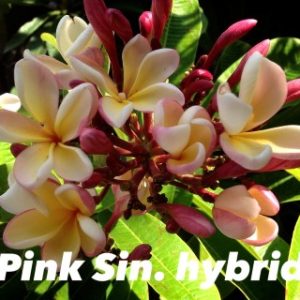 Plumeria Pink Sin. hybrid