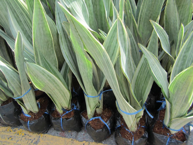 Sansevieria metalica 'Siam SIlver'