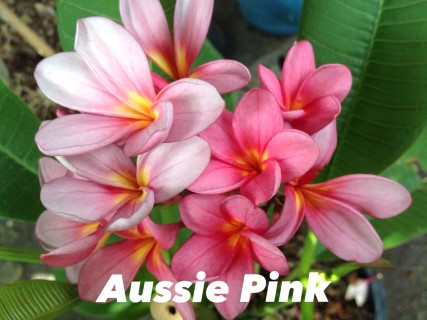 Plumeria Aussie Pink