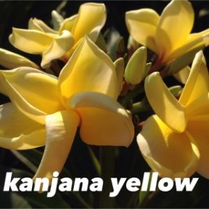 Plumeria Kanjana yellow