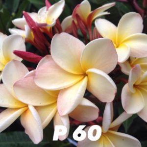 Plumeria P 60
