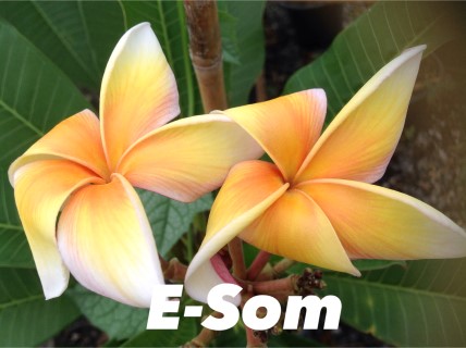 Plumeria E-Som