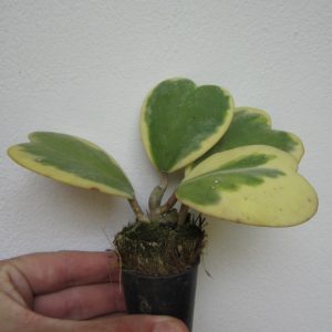 Hoya kerrii albomarginata ( rooted cutting )