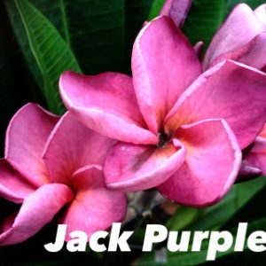Plumeria Jack Purple