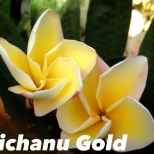 Plumeria Vichanu Gold