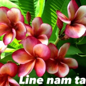 Plumeria Line nam tan