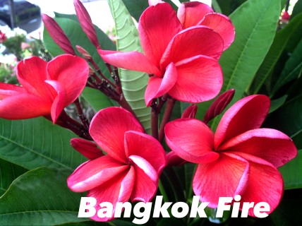 Plumeria Bangkok Fire