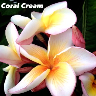 Plumeria Coral Cream