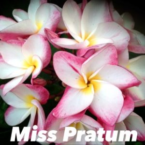 Plumeria Miss Pratum