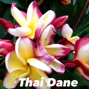Plumeria Thai Dane