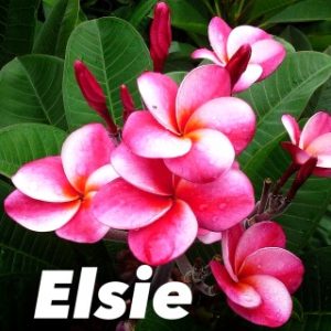 Plumeria Elsie