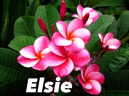 Plumeria Elsie