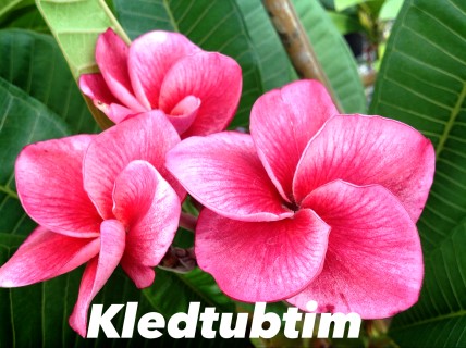 Plumeria Kledtubtim
