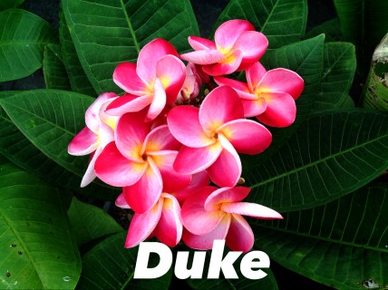 Plumeria Duke
