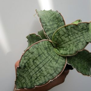 Sansevieria kirkii Silver blue