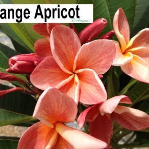 Plumeria Orange Apricot