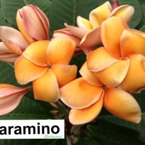 Plumeria Paramino