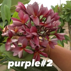 Plumeria Purple №2