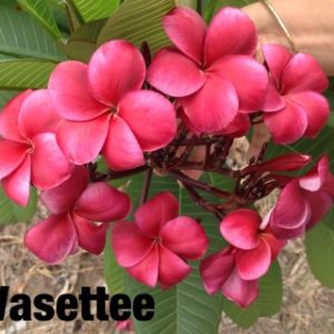 Plumeria Wasettee