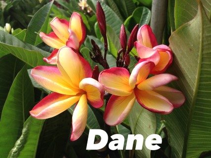 Plumeria Dane