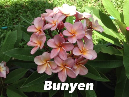 Plumeria Bunyen