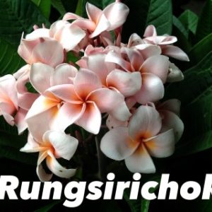 Plumeria Rungsirichok