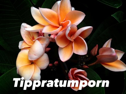 Plumeria Tippratumporn