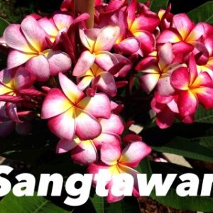 Plumeria Sangtawan