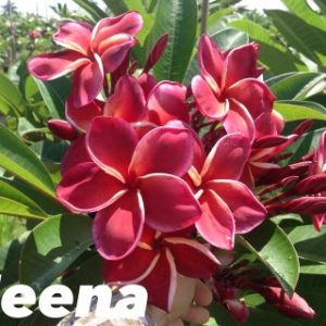 Plumeria Jeena