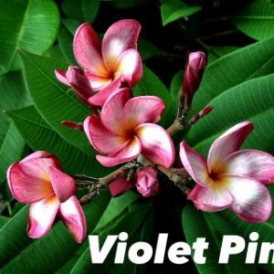 Plumeria Violet Pink