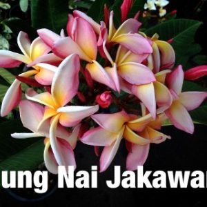 Plumeria Nung Nai Jakawana