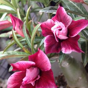 Adenium 5048
