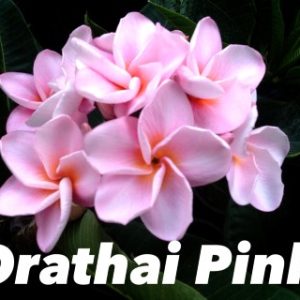 Plumeria Orathai Pink