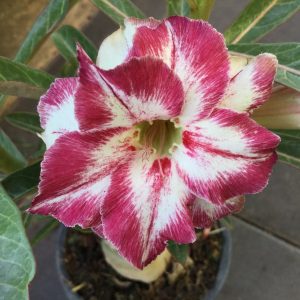 Adenium 5286