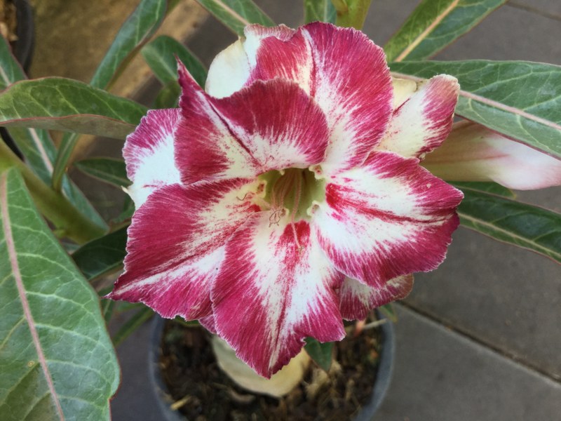Adenium 5286