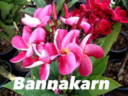 Plumeria Bannakarn