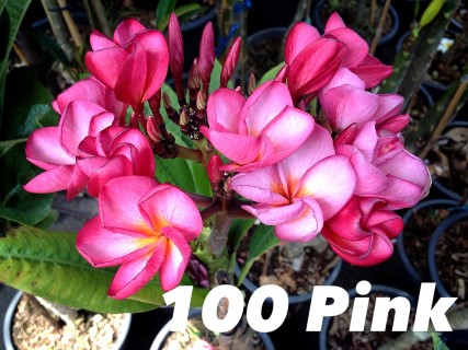 Plumeria 100 Pink