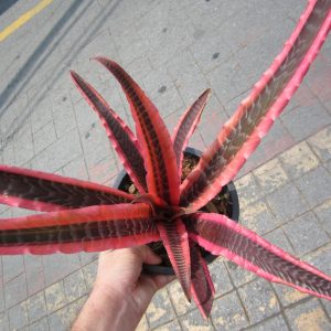 Cryptanthus Elaine