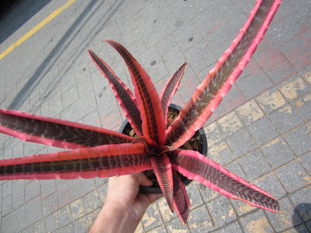 Cryptanthus Elaine