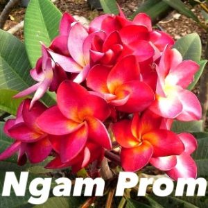Plumeria Ngam Prom