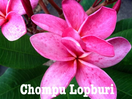 Plumeria Chompu Lopburi