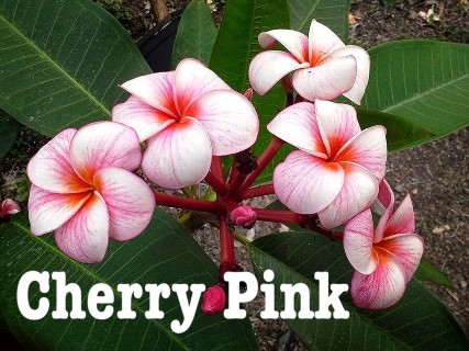 Plumeria Cherry Pink