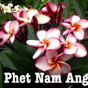 Plumeria Phet Nam Ang