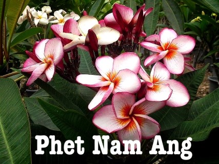 Plumeria Phet Nam Ang