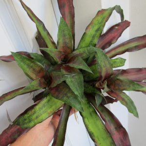 Cryptanthus  Strawberries Flambe