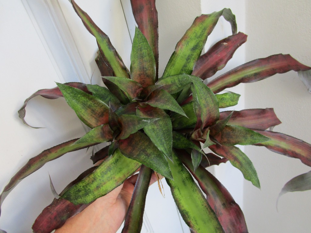 Cryptanthus  Strawberries Flambe